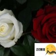 Wsparcie dla dzieci tragicznie zmarłego Marcina Króla