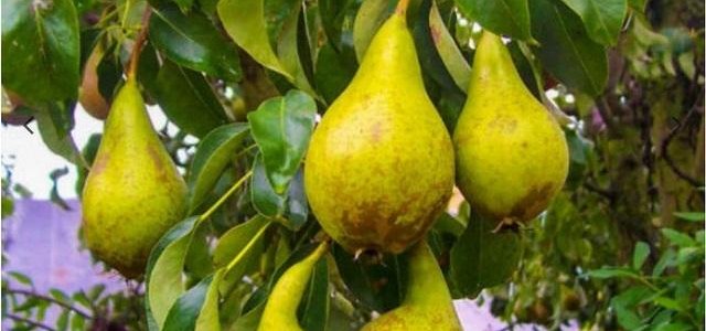 Zapraszamy podczas 4 Limanowskich Targów Zdrowej Żywności w dniu 14 marca 2026 r. na stoisko starych odmian drzew  i krzewów owocowych pochodzących ze szkółki Drzewek Owocowych  Jacek Łapa  Dębica