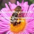 Zagrożenia zdrowia w sferze fizycznej - Związki hormonpodobne są wszędzie Zagrożenia zdrowia w sferze fizycznej - Związki hormonpodobne są wszędzie